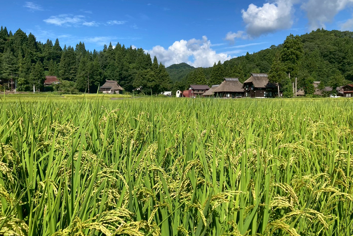 高柳の棚田と茅葺きの集落