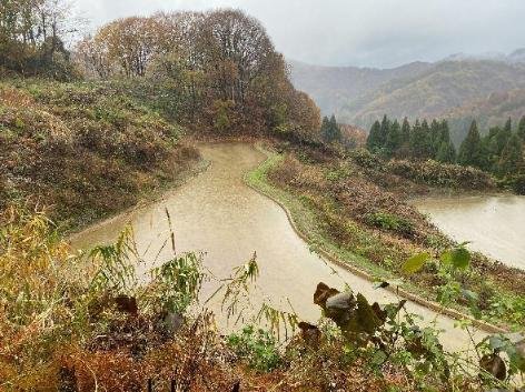 水を溜めた秋の天水田