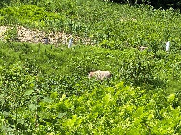 田んぼの中にいるカモシカ