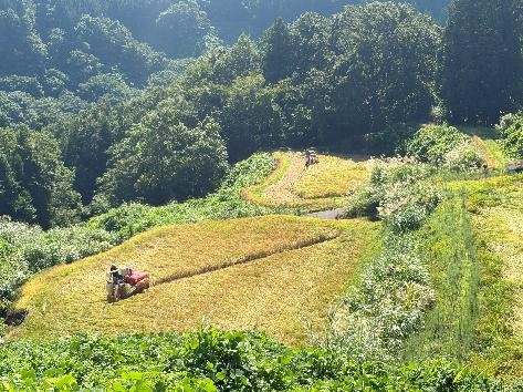 山あいの棚田での稲刈り