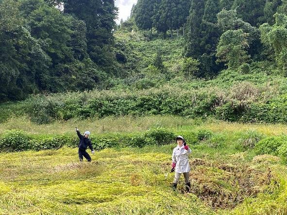 田んぼで手刈りをする人たち
