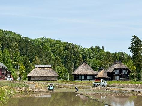 かやぶきの家の前での田植え