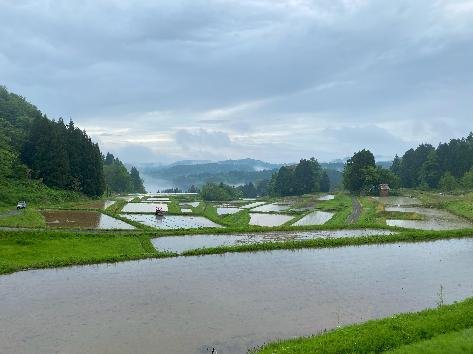 水が張られた棚田