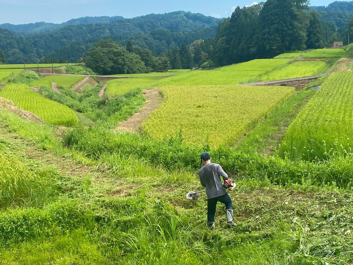棚田のあぜの草刈り